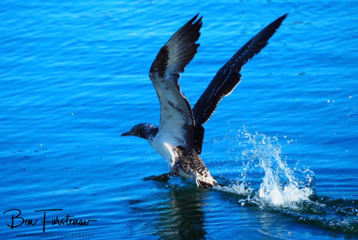 Gannets work-out @ Crowdy Head, Northern New South Wales, Australia