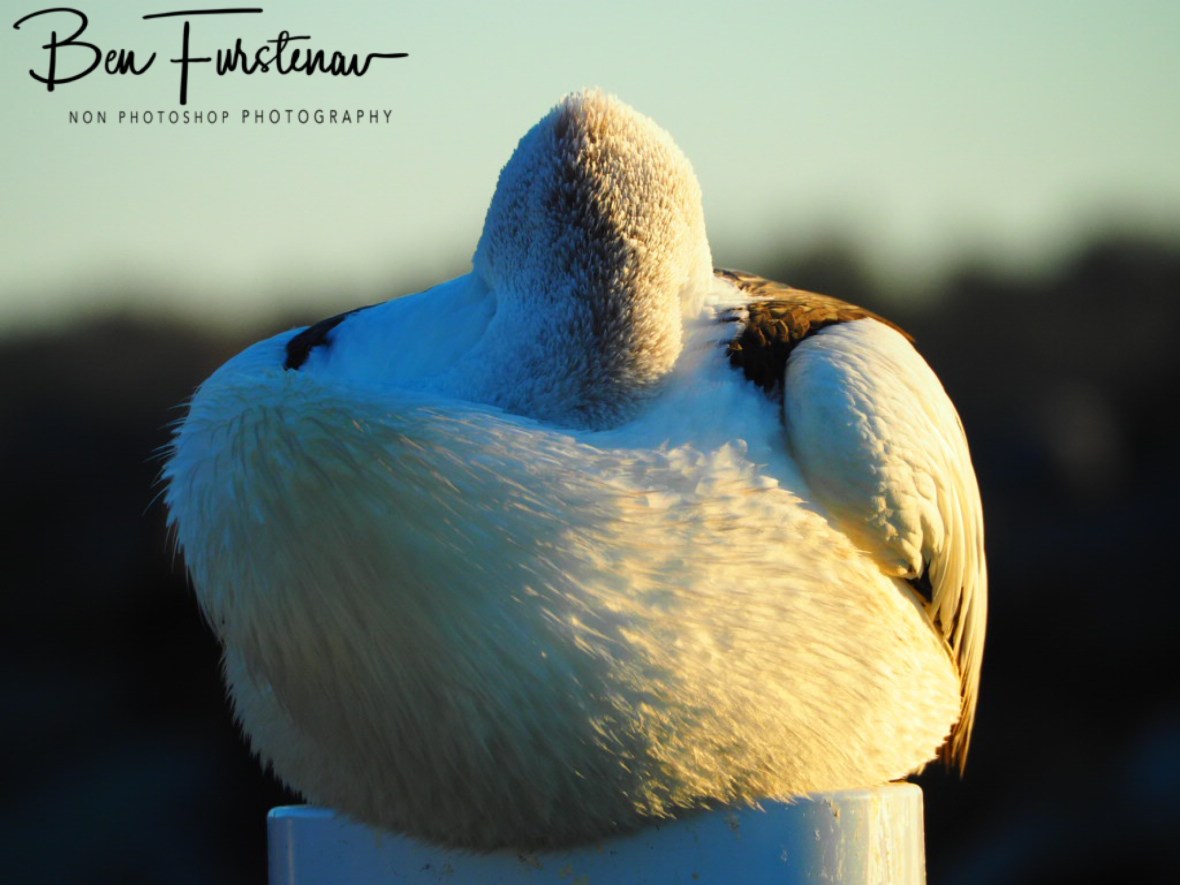 Neck roll @ Crowdy Head, Northern New South Wales, Australia 