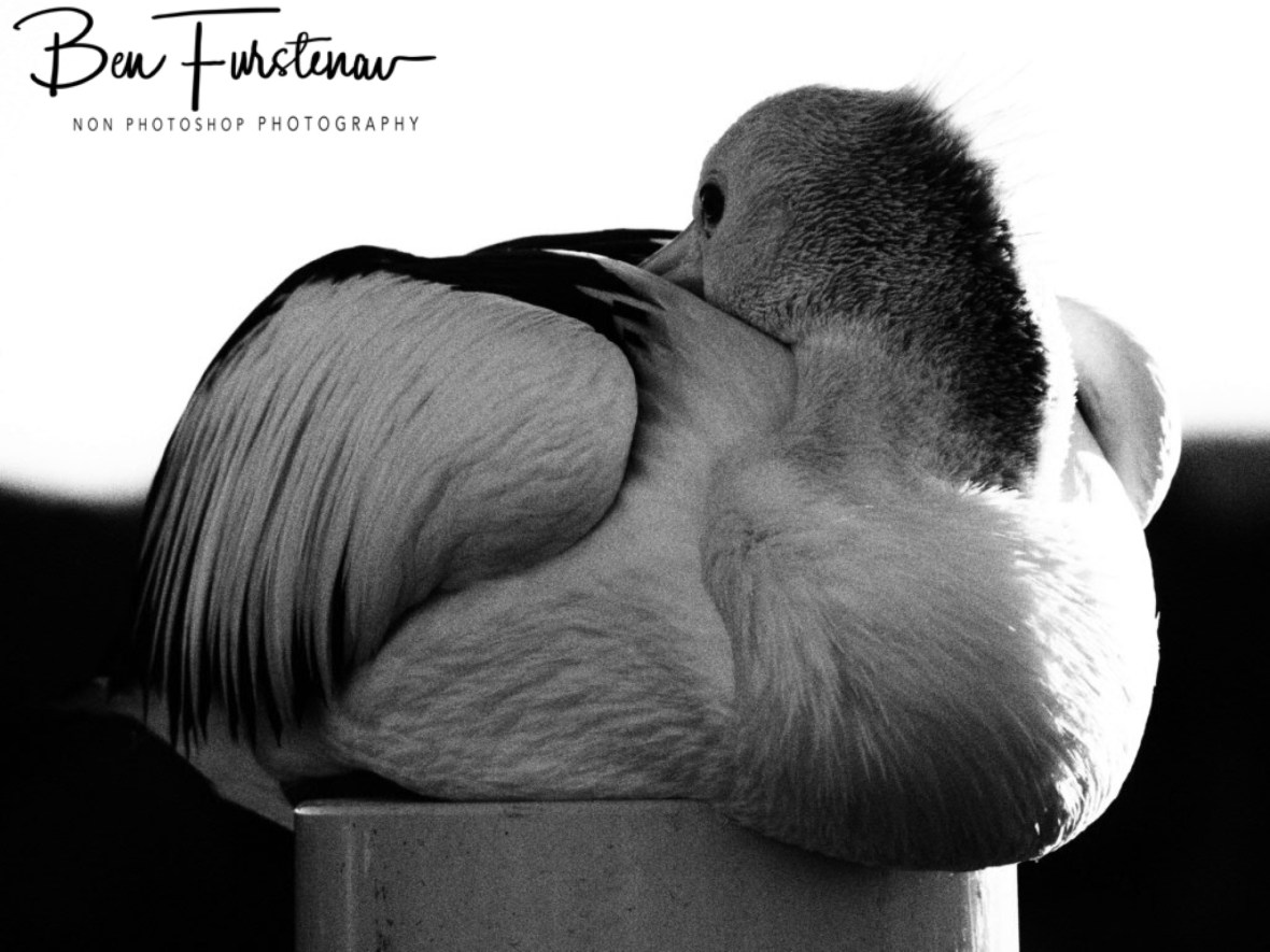 Resting in black and white @ Crowdy Head, Northern New South Wales, Australia 