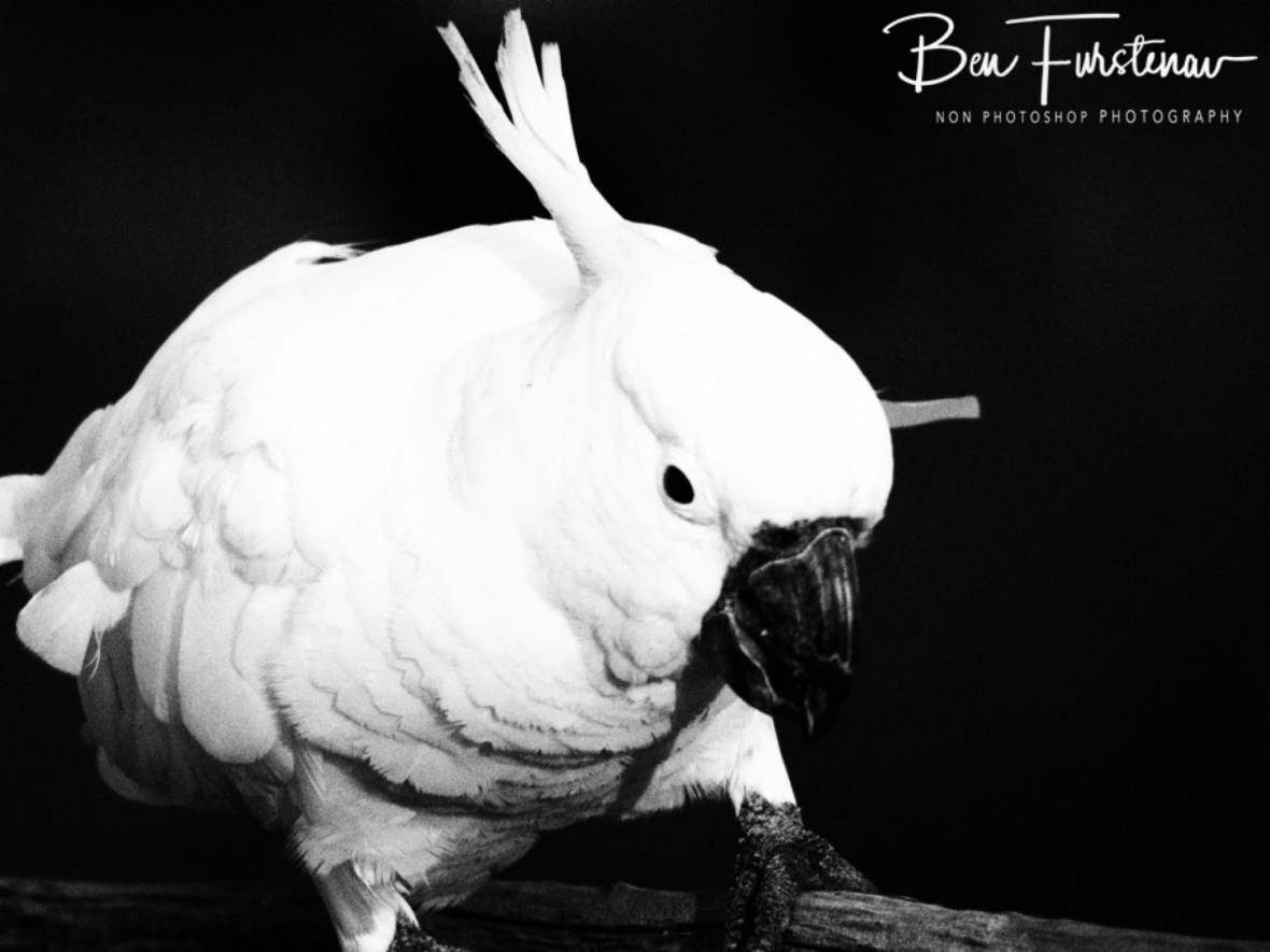 Growing eyes @ Central Queensland, Australia 