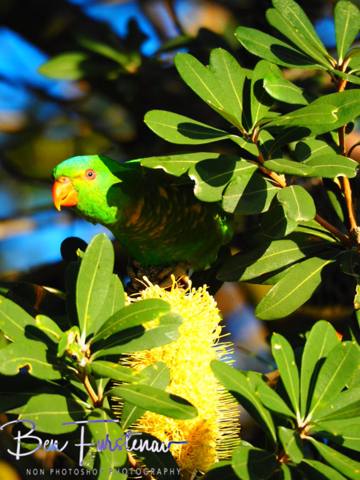 Beakaboo @ Crowdy Head, Northern New South Wales, Australia 