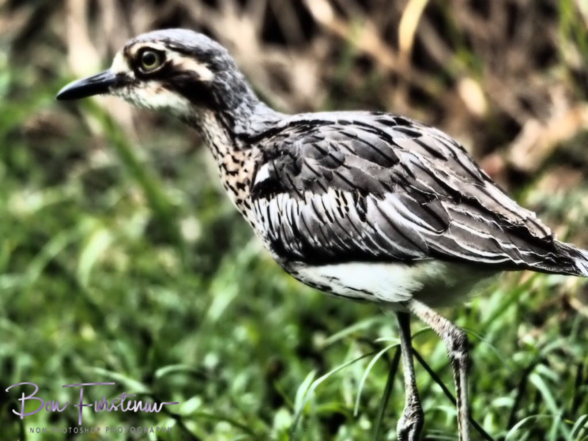 Curlew statue @ Babinda Boulders, Northern Tropical Queensland, Australia 