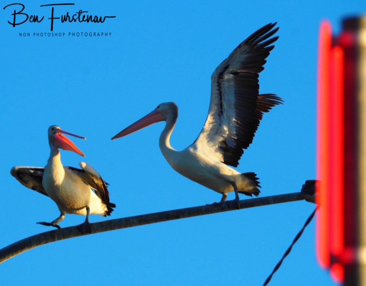 ‘Keep your pants on, mate!’ @ Evans Head, Northern New South Wales, Australia 