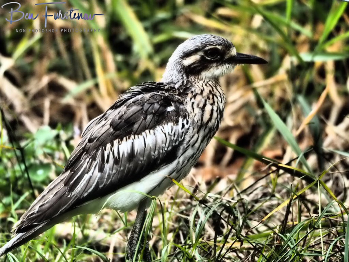 Perfect camouflage @ Babinda Boulders, Northern Tropical Queensland, Australia 
