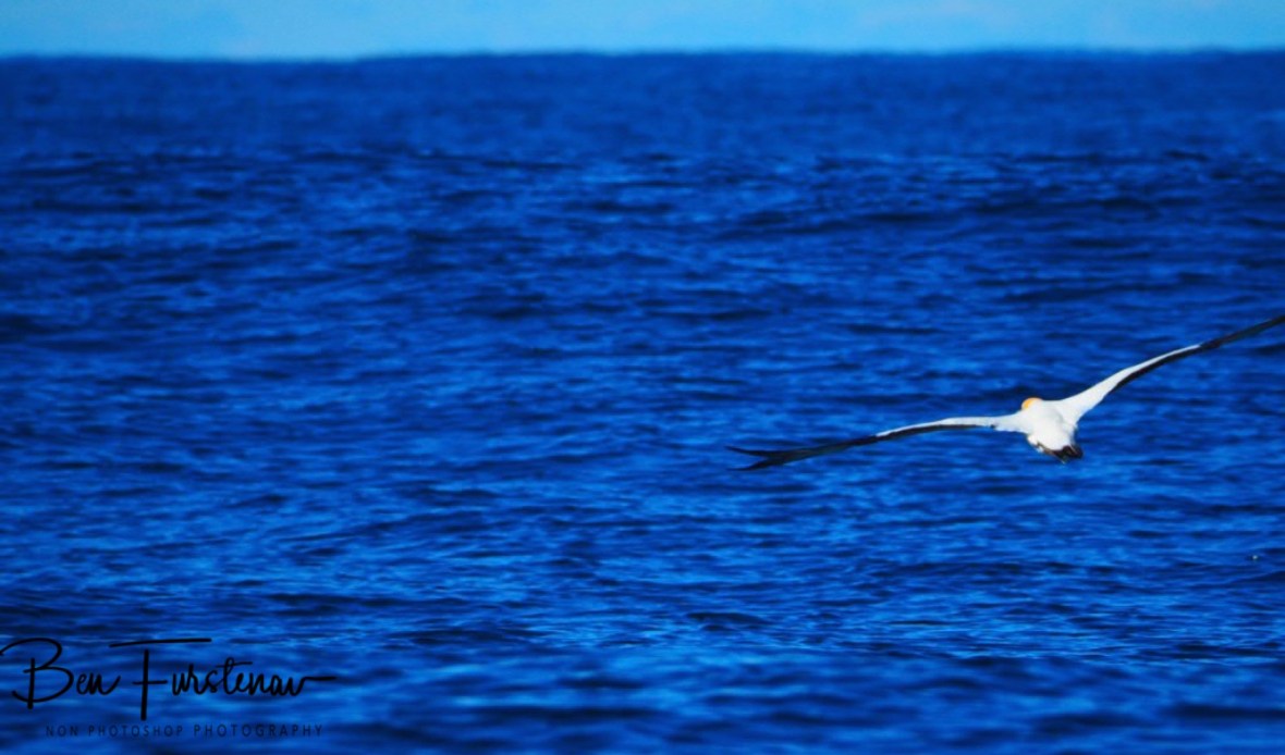 Exploring @ Coffs Coastline, Northern New South Wales, Australia 