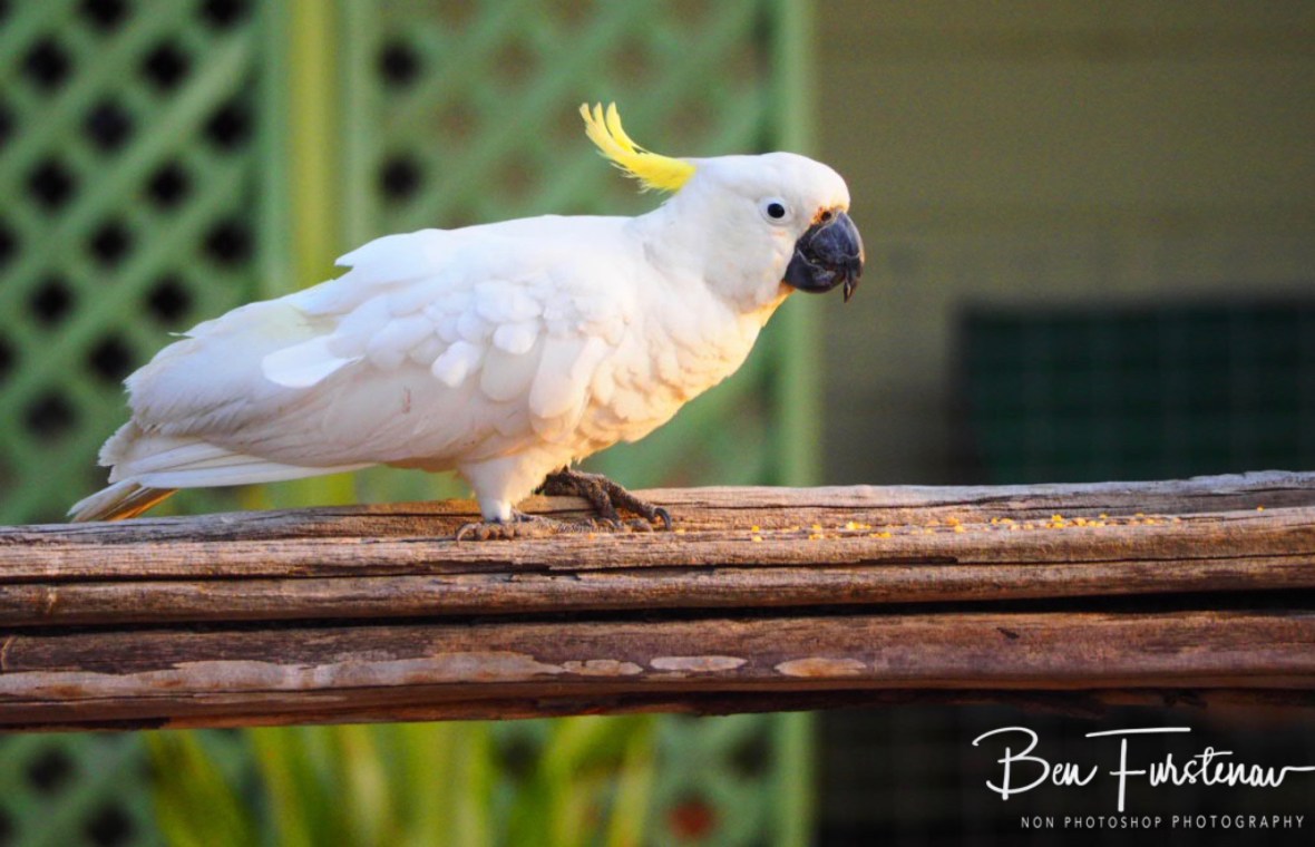 Walking the fence @ Central Queensland, Australia 