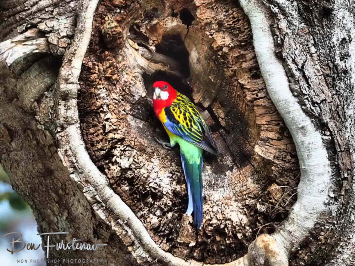 Another colourful bird @ Hat Head, Northern New South Wales, Australia