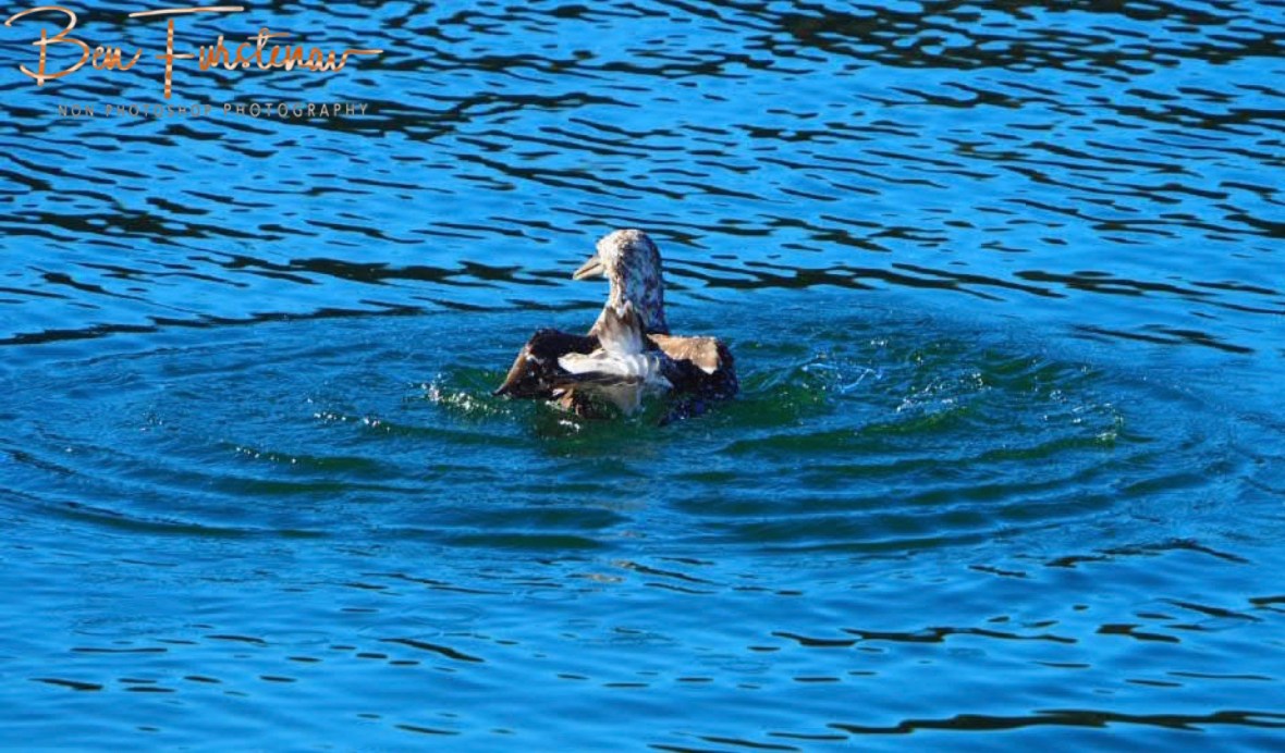 Splashing circles @ Crowdy Head, Northern New South Wales, Australia 