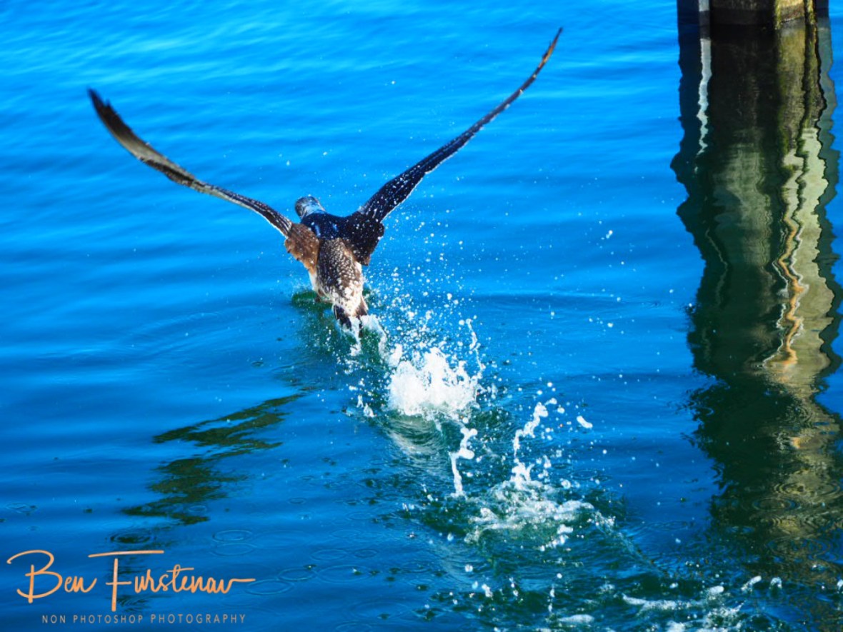Jumbo taking off @ Crowdy Head, Northern New South Wales, Australia