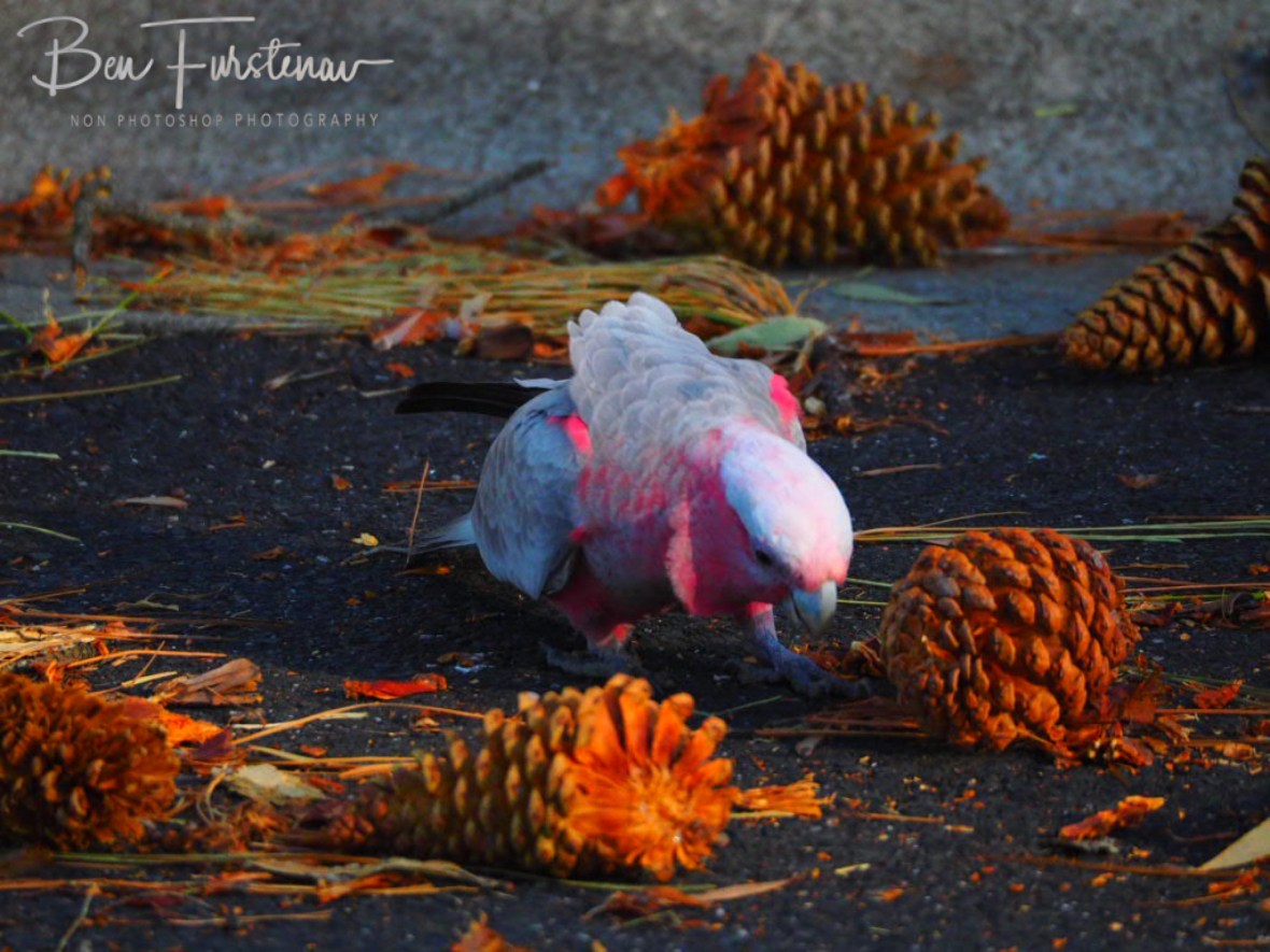 This time of year again @ Evans Head, Northern New South Wales, Australia