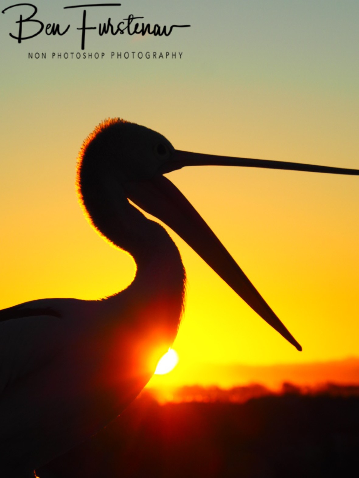 Time to go, people! @ Crowdy Head, Northern New South Wales, Australia 