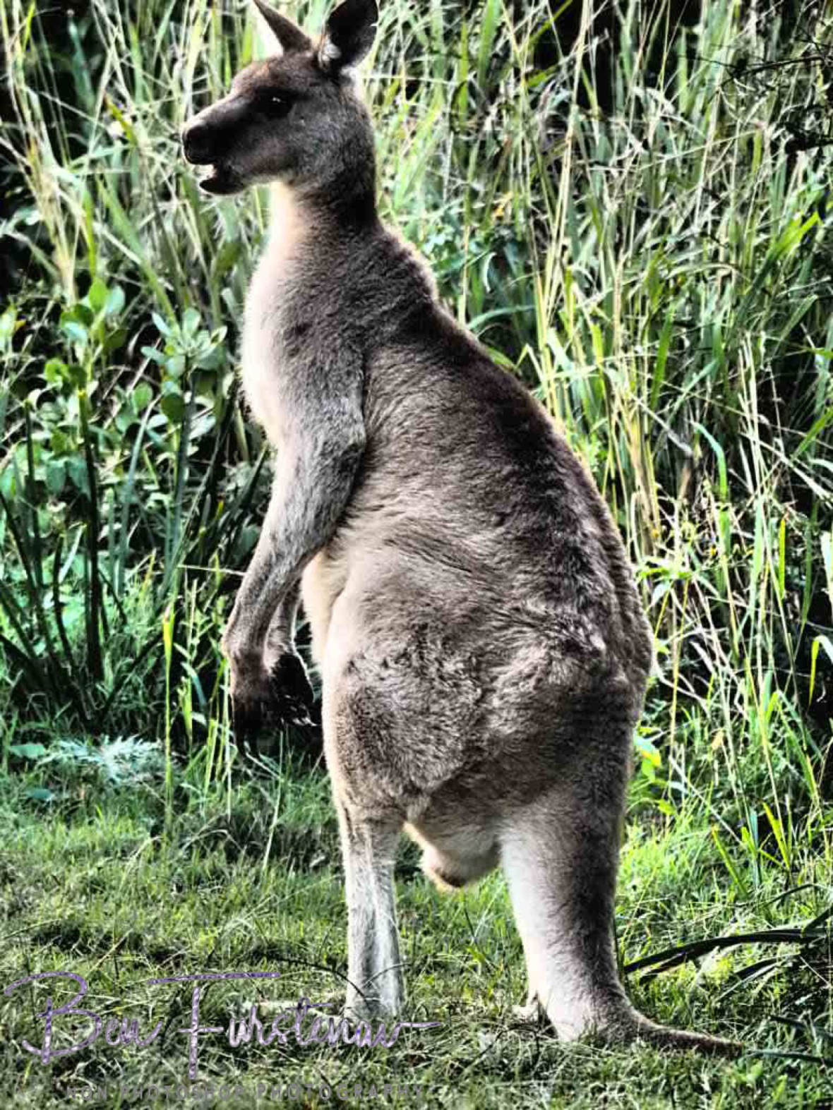 Not a boomerang @ Hat Head, Northern New South Wales, Australia