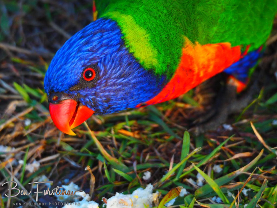 What’s that? @ Hat Head, Northern New South Wales, Australia