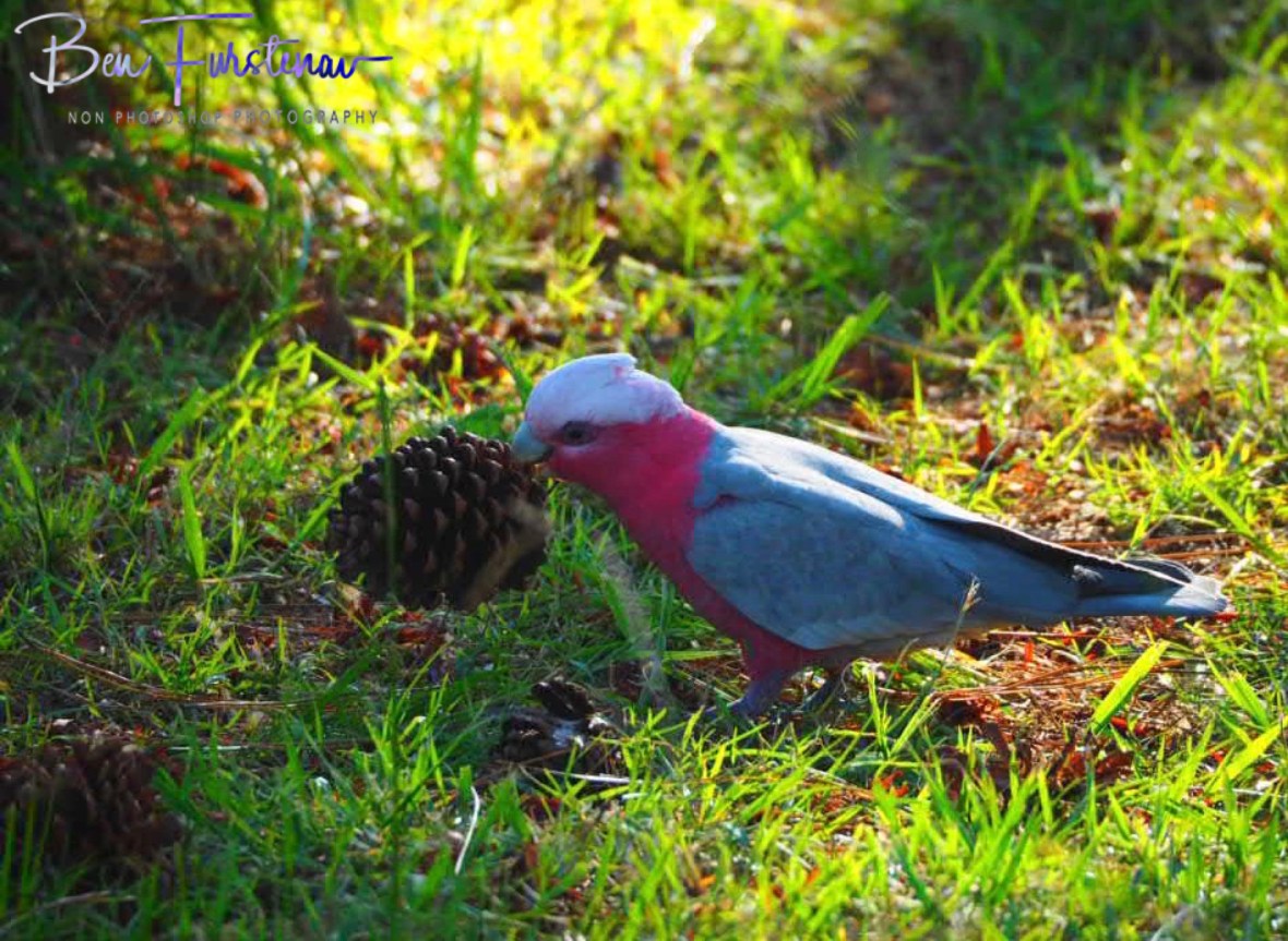 Lifting! @ Evans Head, Northern New South Wales, Australia 