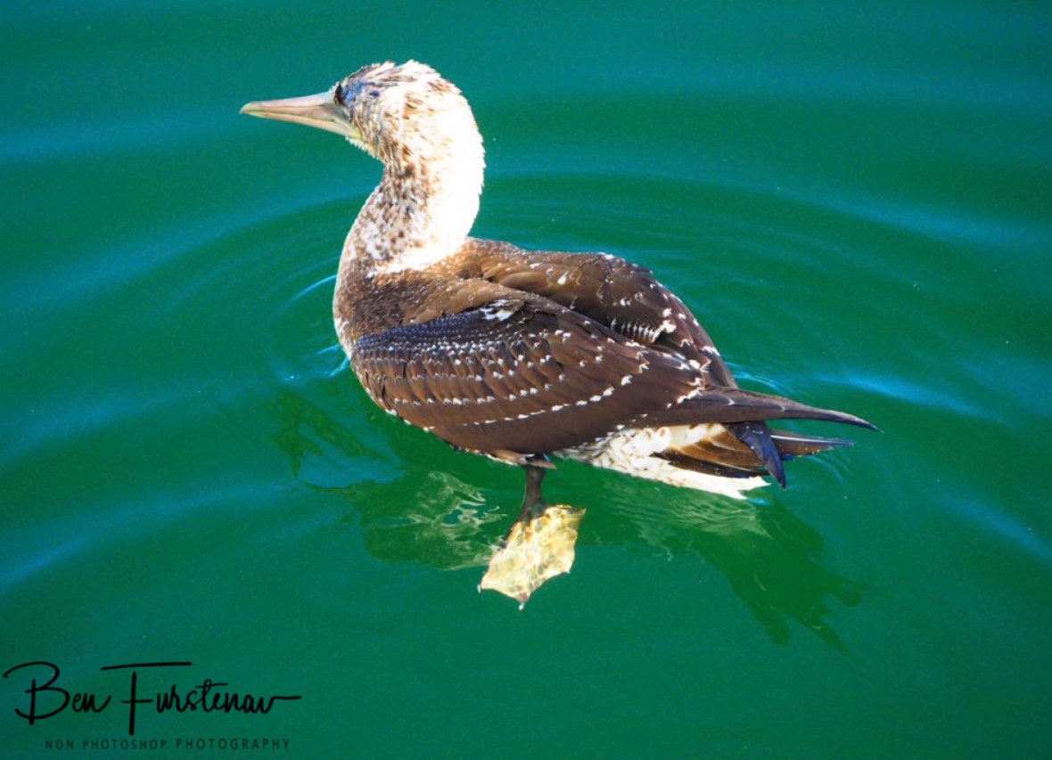Restful @ Crowdy Head, Northern New South Wales, Australia 