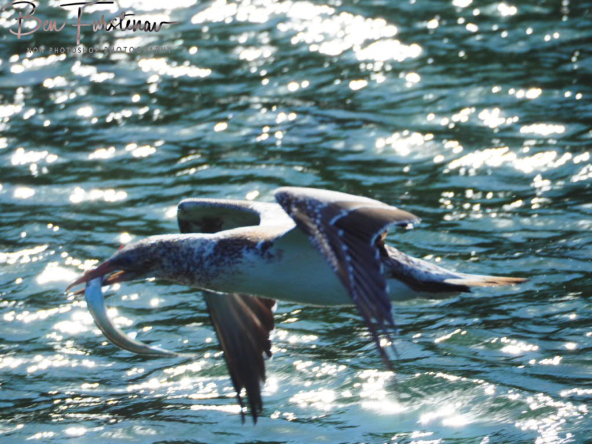 Good luck! @ Crowdy Head, Northern New South Wales, Australia 