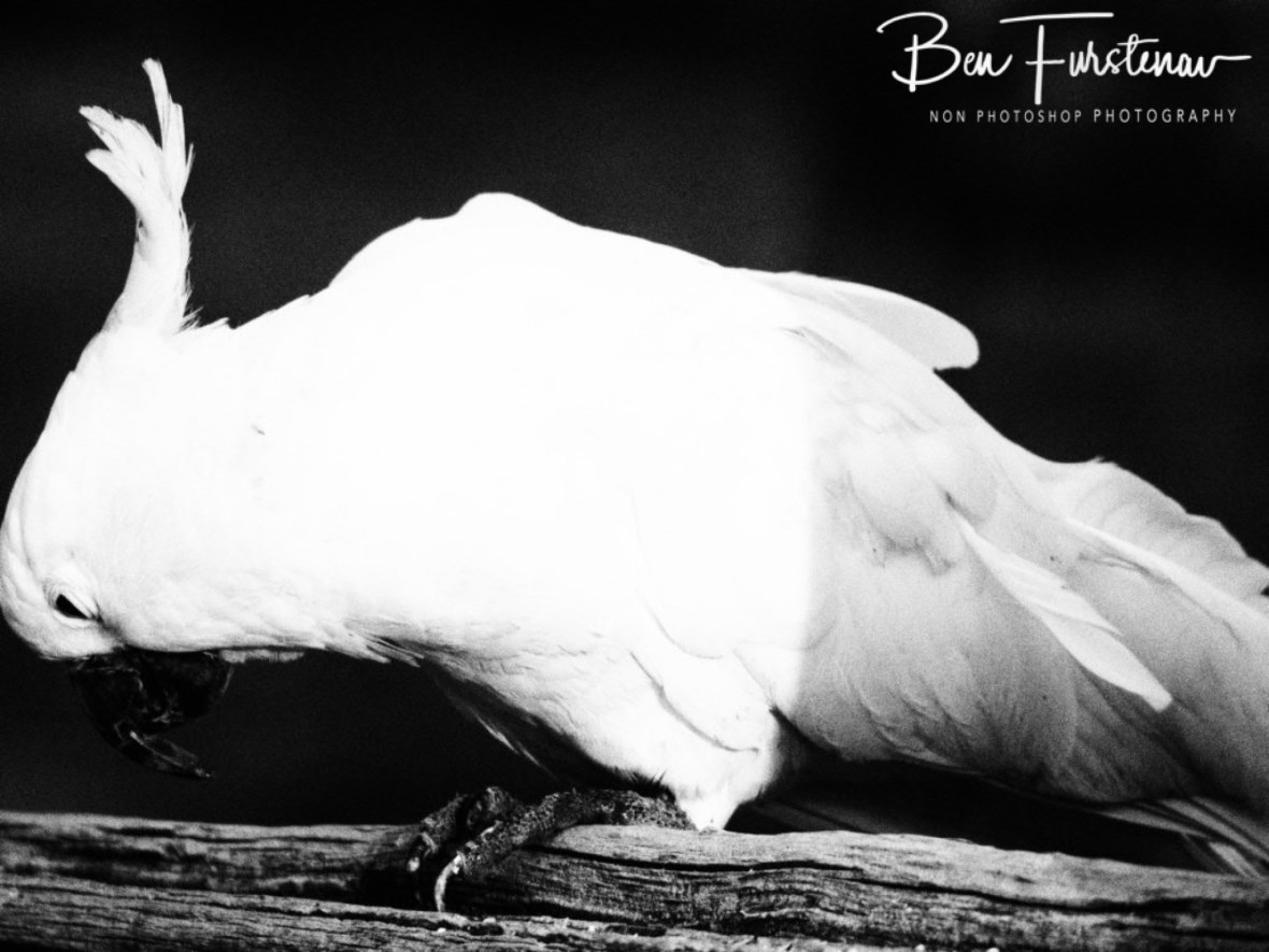 Closer inspection @ Central Queensland, Australia 