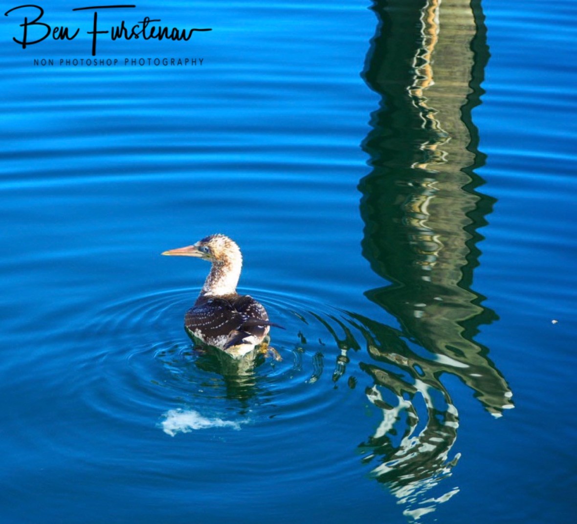 Excessive weight @ Crowdy Head, Northern New South Wales, Australia