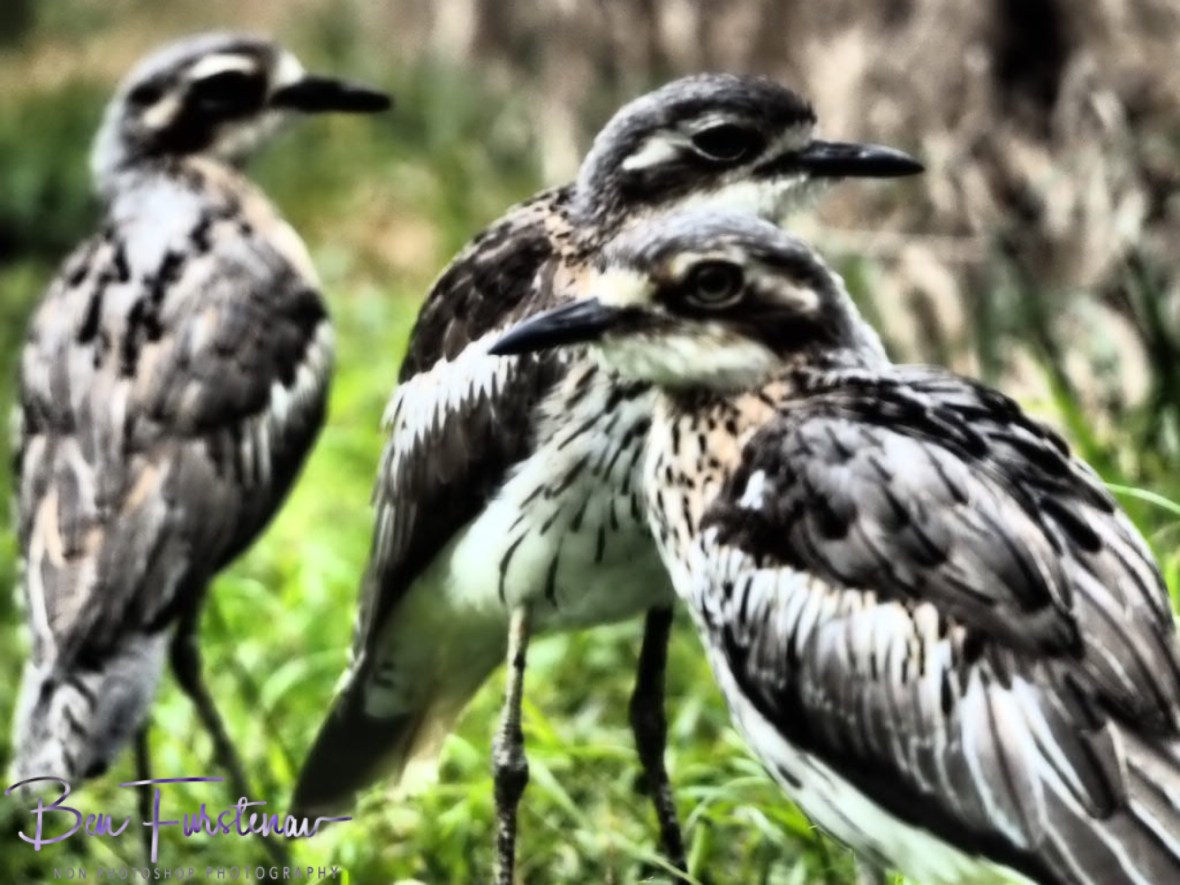 Roaming the open grassland @ Babinda Boulders, Northern Tropical Queensland, Australia 