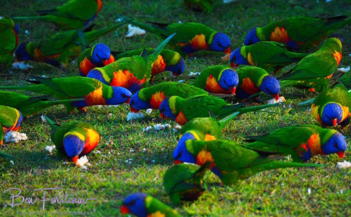 Lorikeet feeding station @ Hat Head, Northern New South Wales, Australia