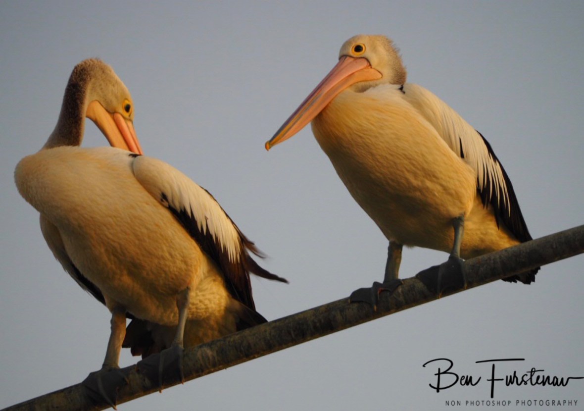 Eye to eye? @ Evans Head, Northern New South Wales, Australia 