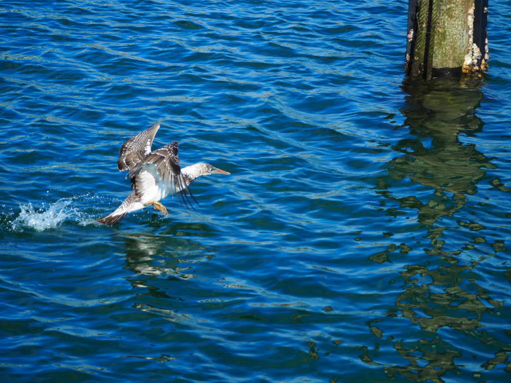 Off for another round @ Crowdy Head, Northern New South Wales, Australia 