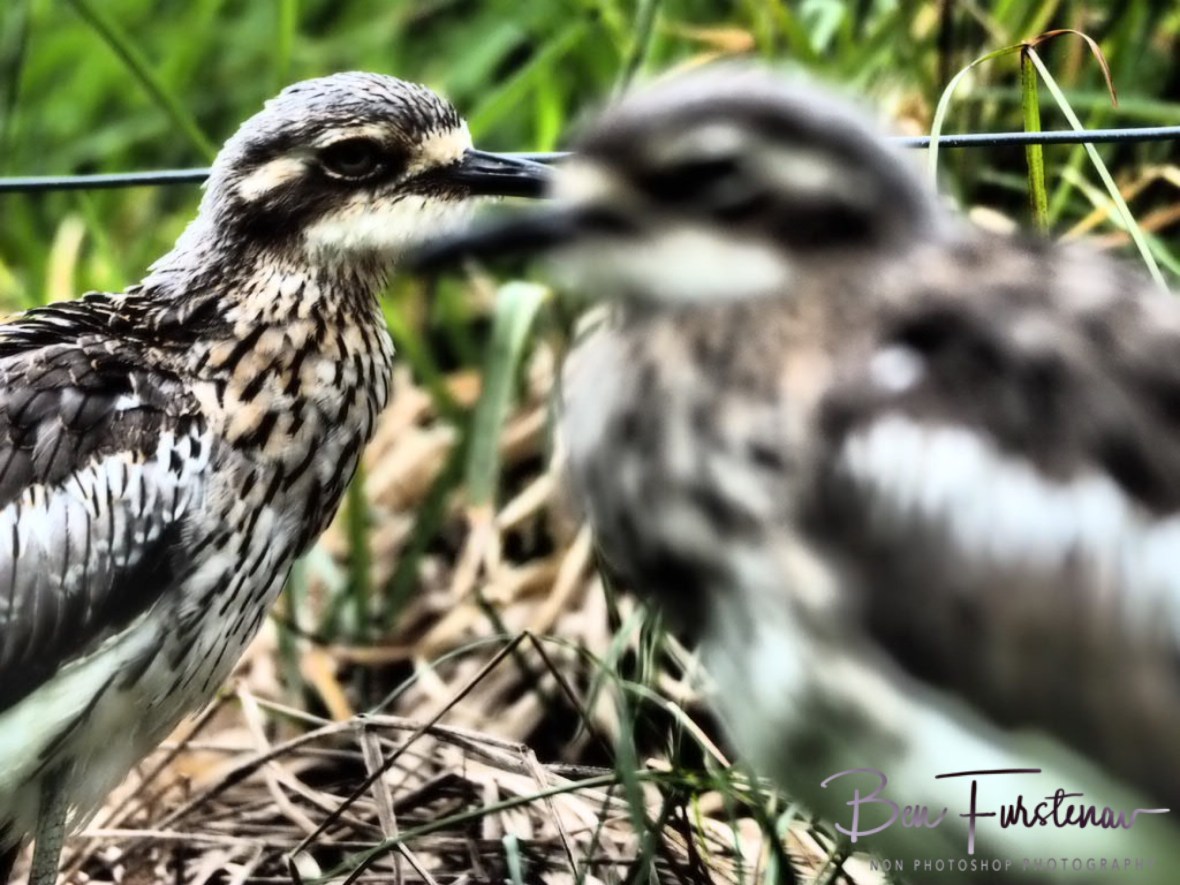 Dad keeping older chick apart @ Babinda Boulders, Northern Tropical Queensland, Australia 