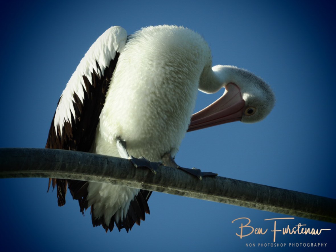 Just another sitting @ Evans Head, Northern New South Wales, Australia 