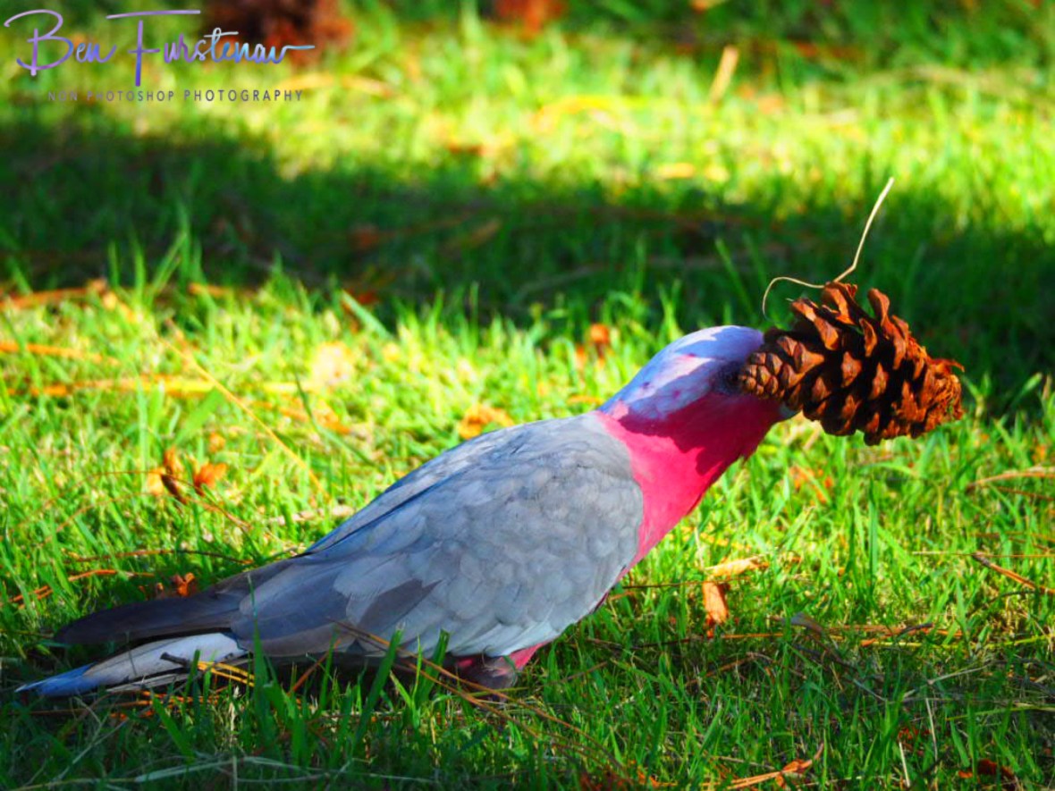 The Pine-toss event @ Evans Head, Northern New South Wales, Australia 
