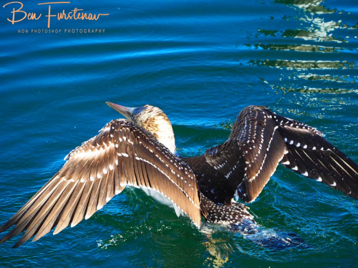 Nothing like a good shake @ Crowdy Head, Northern New South Wales, Australia 