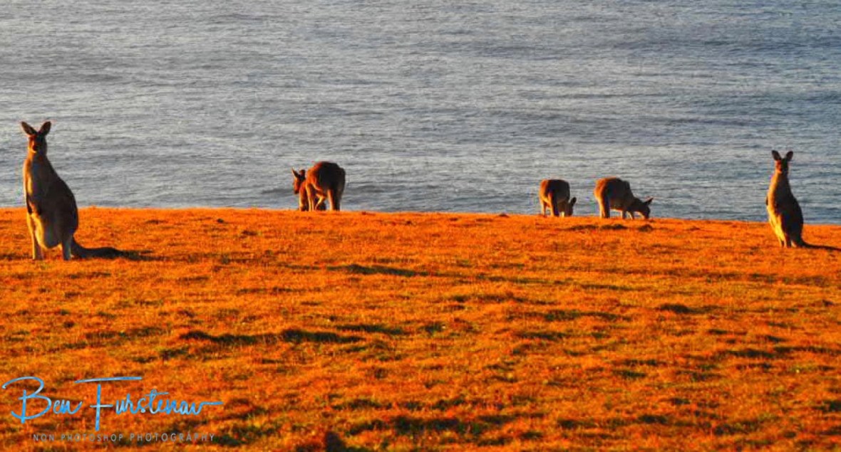 Roo Headland @ Hat Head, Northern New South Wales, Australia