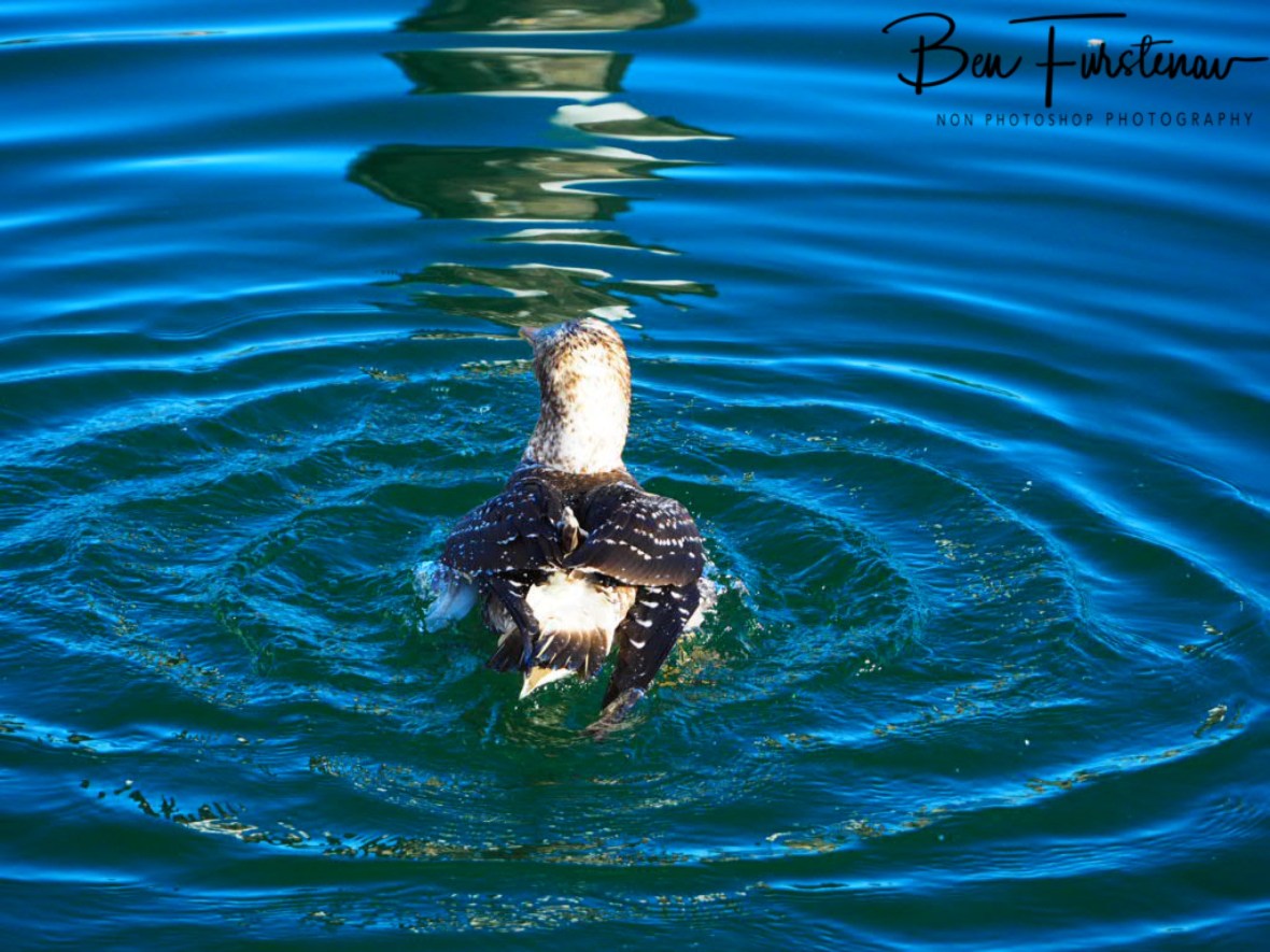 Reflecting post @ Crowdy Head, Northern New South Wales, Australia 