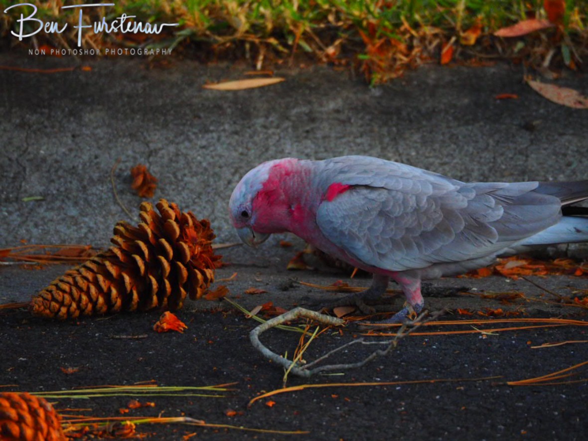 Could that be the winning toss?  @ Evans Head, Northern New South Wales, Australia 