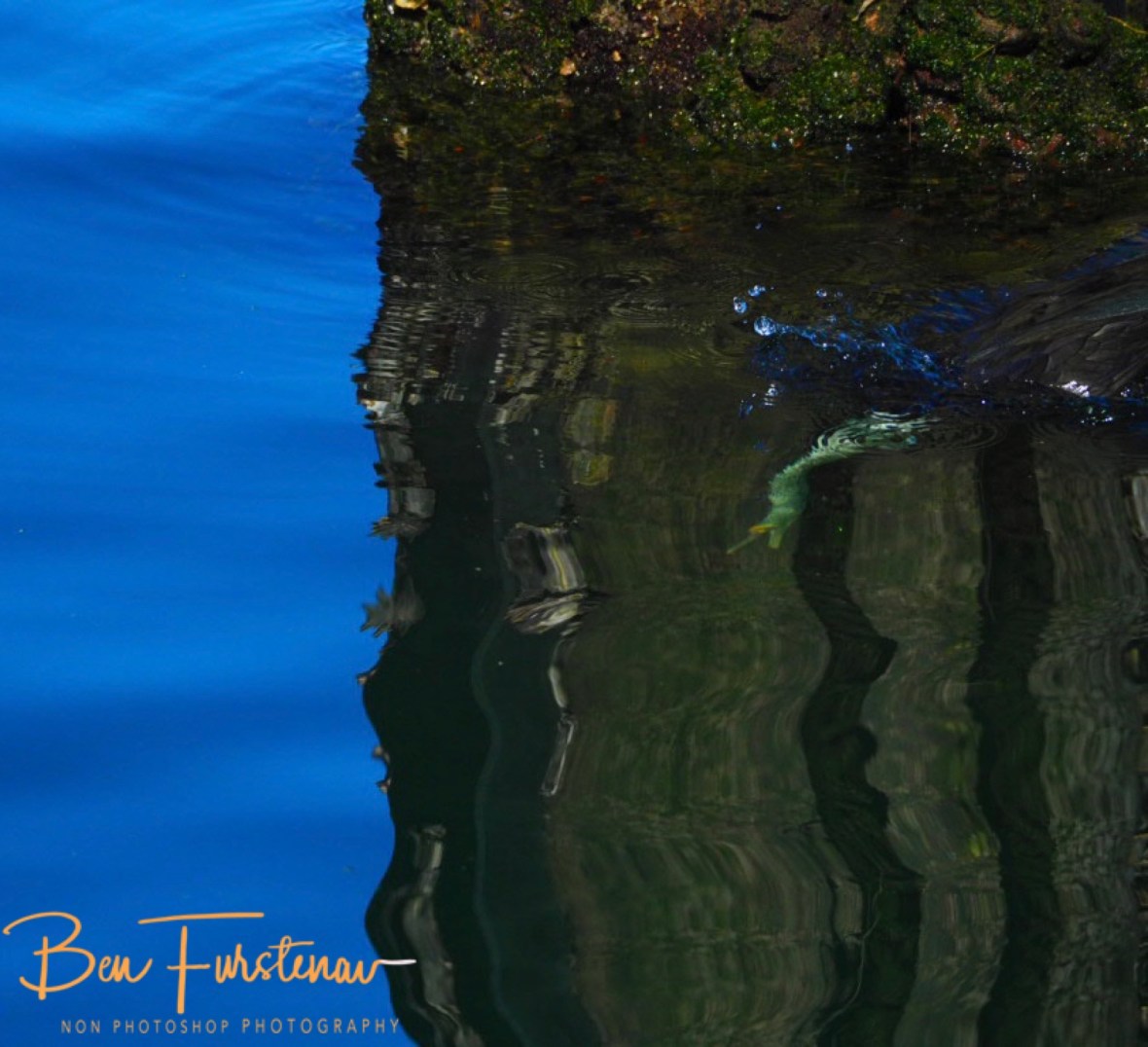 Agility underwater @ Crowdy Head, Northern New South Wales, Australia 
