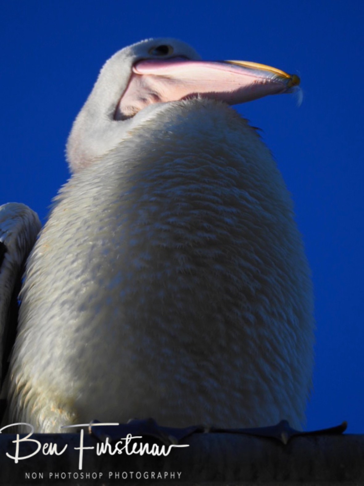 What to do, what to do? @ Evans Head, Northern New South Wales, Australia 