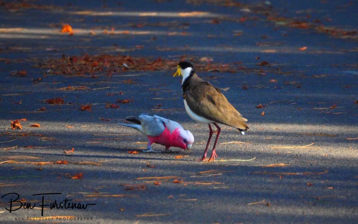 Uhh, did you paint your toenails pink? @ Evans Head, Northern New South Wales, Australia 