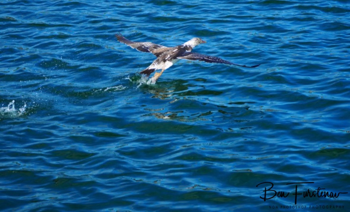 One last push @ Crowdy Head, Northern New South Wales, Australia