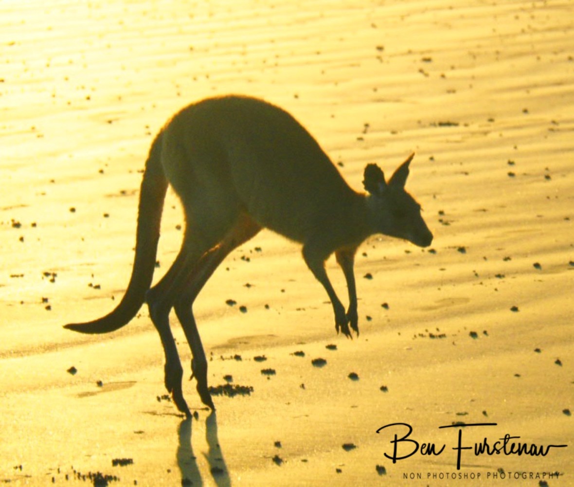And there he goes @ Cape Hillsborough, Tropical Northern Tropical, Australia 