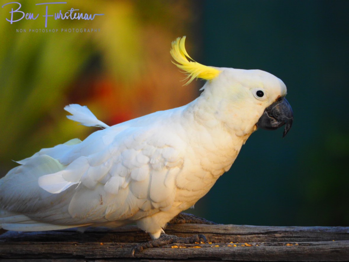 Rare opportunity @ Central Queensland, Australia 