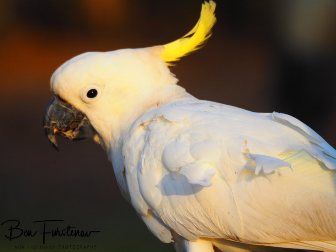 What's with the racket? @ Central Queensland, Australia 