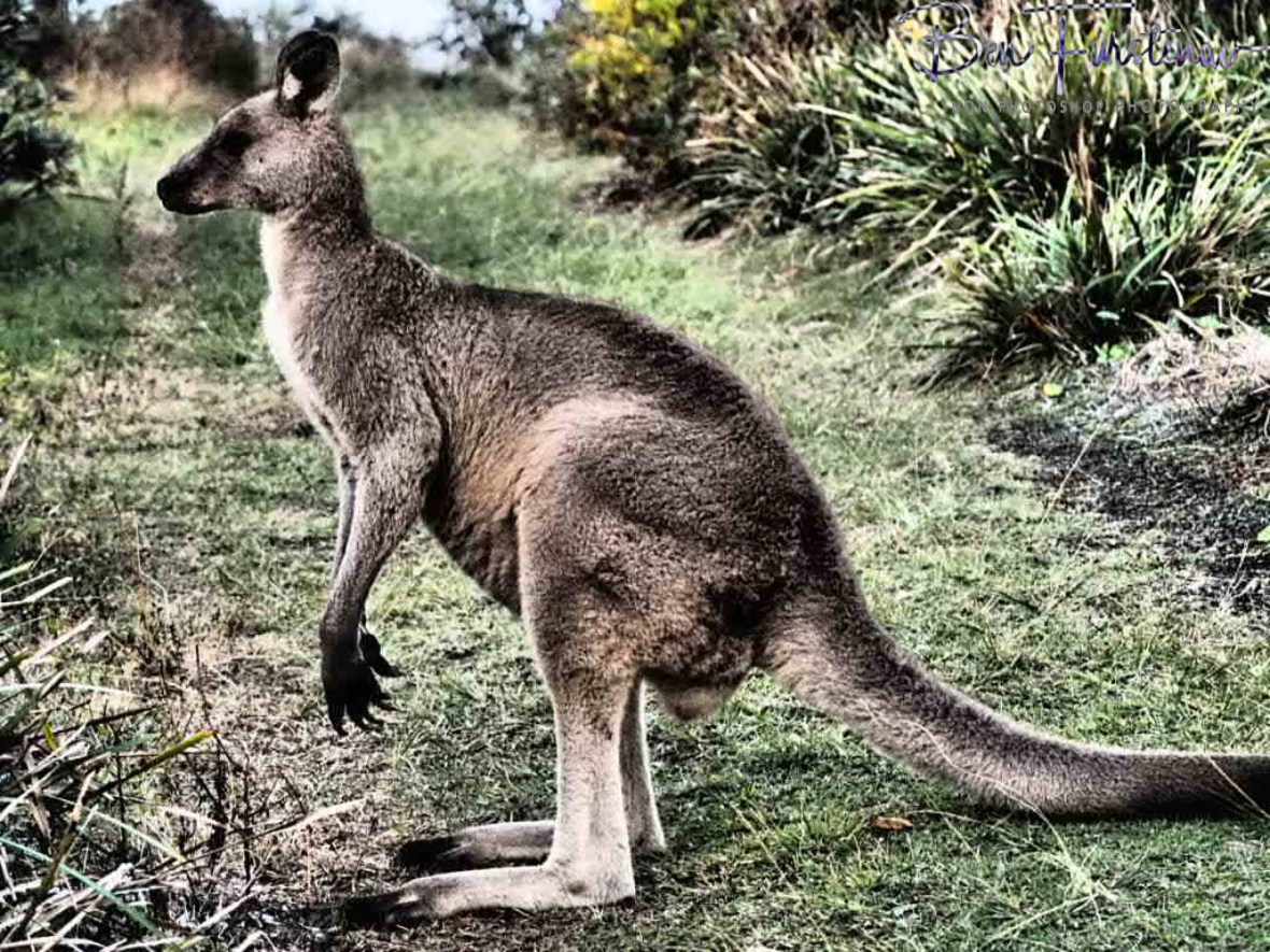A roo block @ Hat Head, Northern New South Wales, Australia