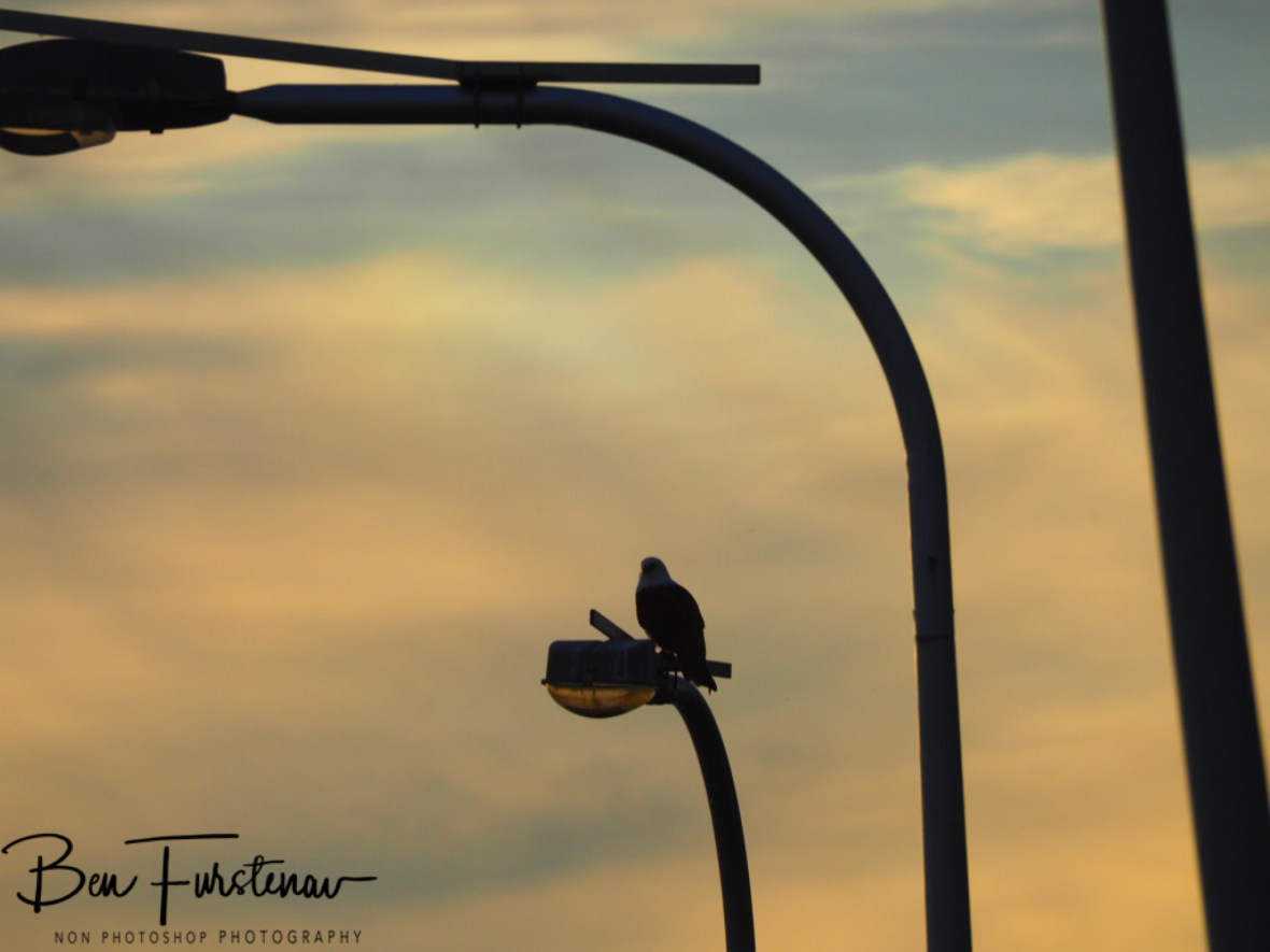 Sharing is caring? @ Crowdy Head, Northern New South Wales, Australia 