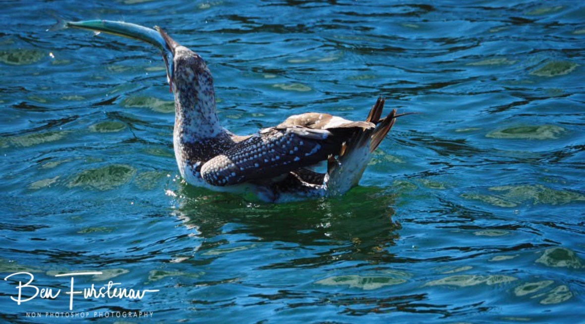 Still going @ Crowdy Head, Northern New South Wales, Australia 