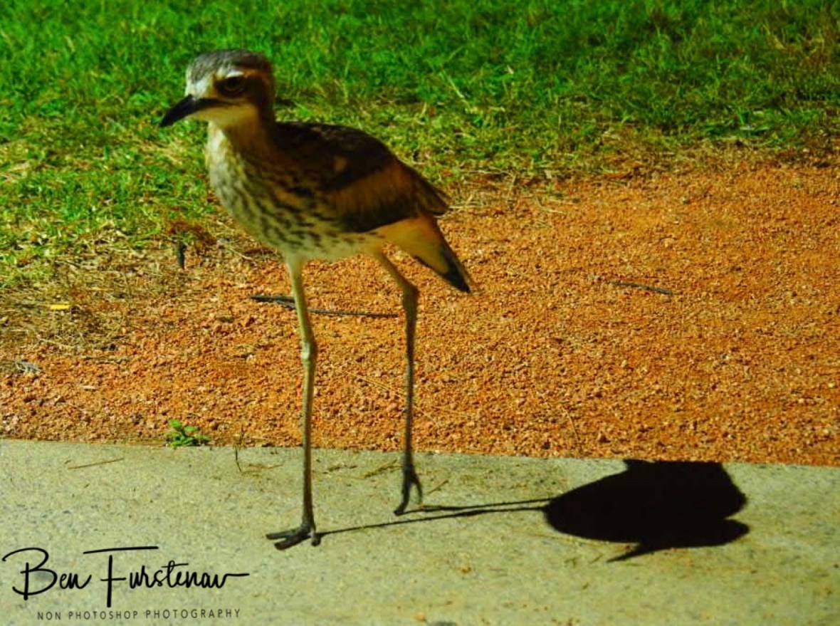 The same bird? @ Townsville, Northern Tropical Queensland, Australia 