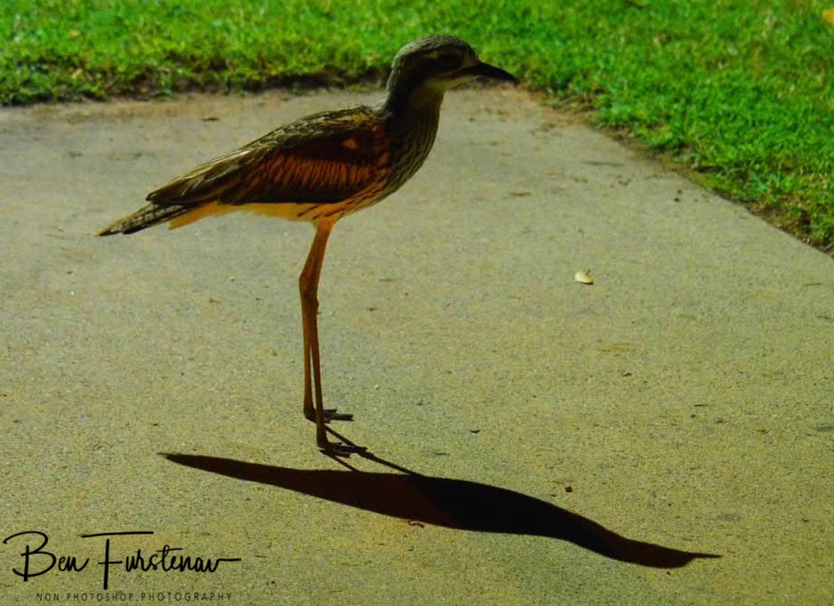 Shadow entertainment  @ Townsville, Northern Tropical Queensland, Australia 