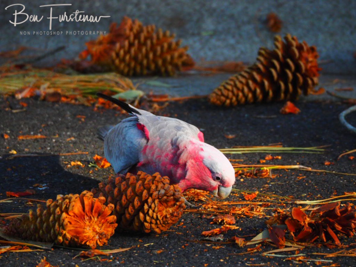 Judging! @ Evans Head, Northern New South Wales, Australia 