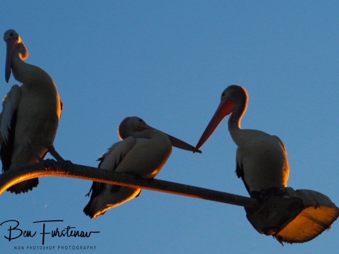 ‘Don’t worry about this guy, Darling’ @ Evans Head, Northern New South Wales, Australia 
