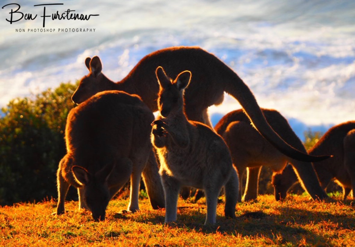 Happy vibe @ Hat Head, Northern New South Wales, Australia