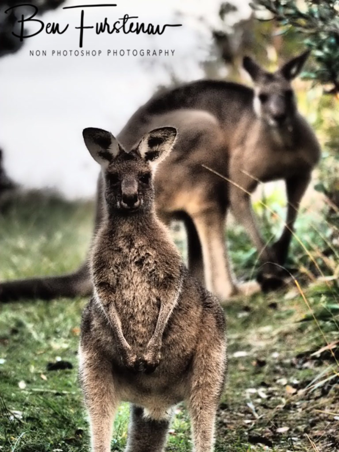 A roo lineup @ Hat Head, Northern New South Wales, Australia