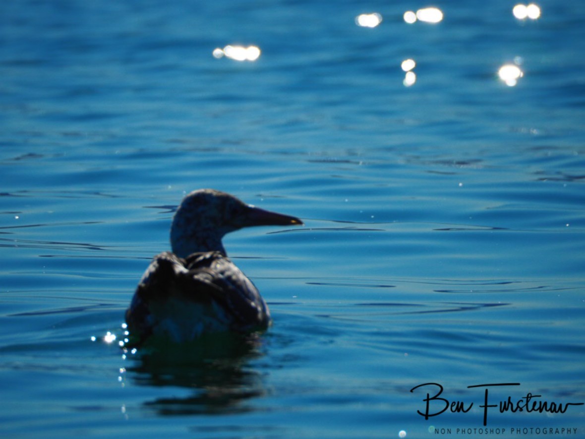 Cruising starlight @ Crowdy Head, Northern New South Wales, Australia 